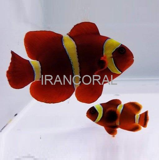 دلقک مارون طلایی جفت