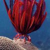 لاله دریایی قرمز