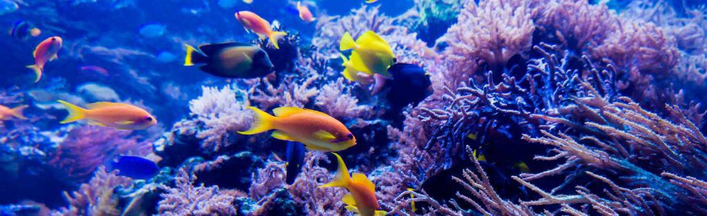 7 نکته طلایی در تغذیه ماهیان دریایی