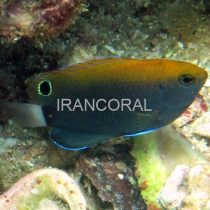 دامسل خال مشکی