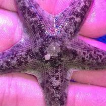 ستاره دریایی ساحلی