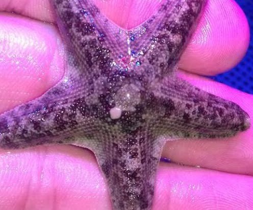 ستاره دریایی ساحلی