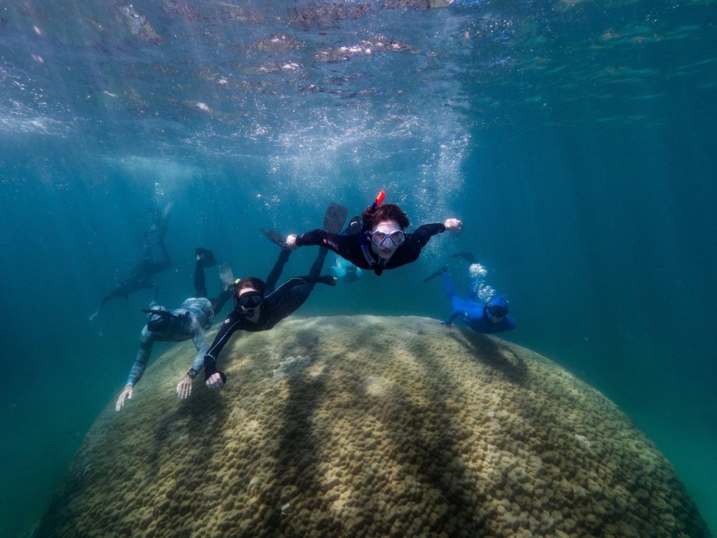 بزرگ ترین مرجان پورایتز دنیا کشف شد