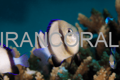 دامسل کلودی