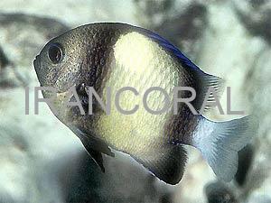 دامسل کلودی