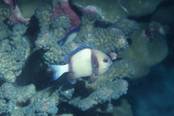 دامسل کلودی