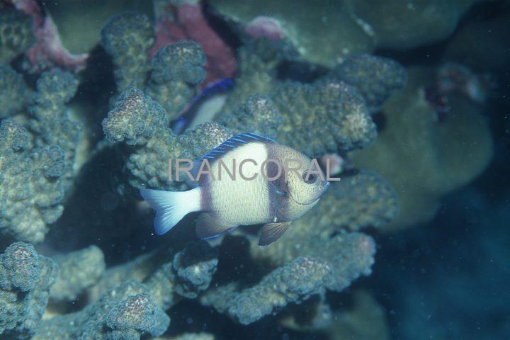 دامسل کلودی