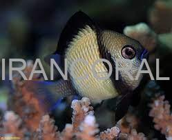 دامسل کلودی