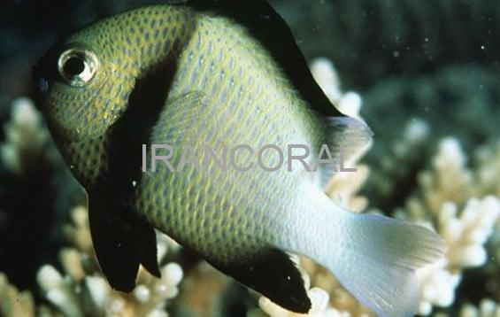 دامسل کلودی