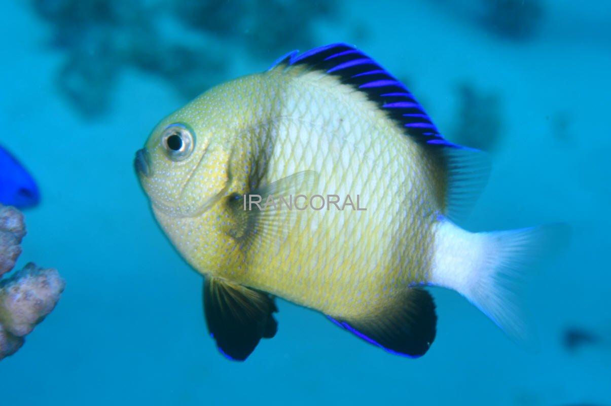 دامسل کلودی