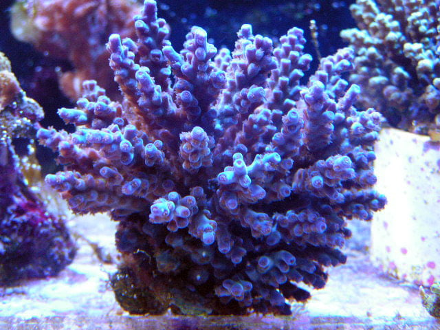 راهنمای رنگ آمیزی مرجان های دریایی SPS