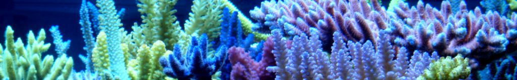 راهنمای رنگ آمیزی مرجان های دریایی SPS