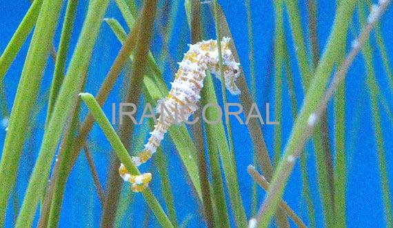 اسب دریایی زرد