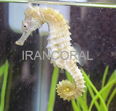 اسب دریایی زرد