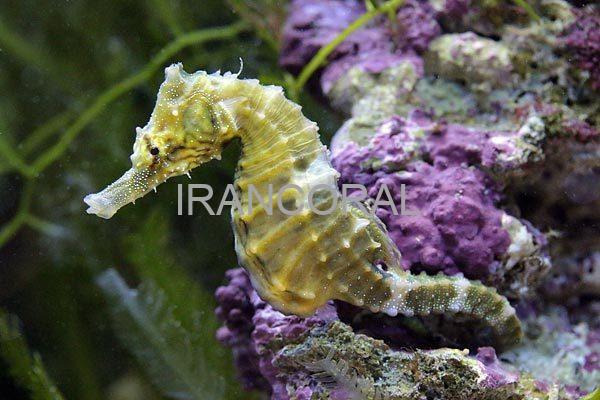 اسب دریایی زرد