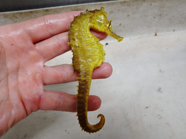 اسب دریایی زرد