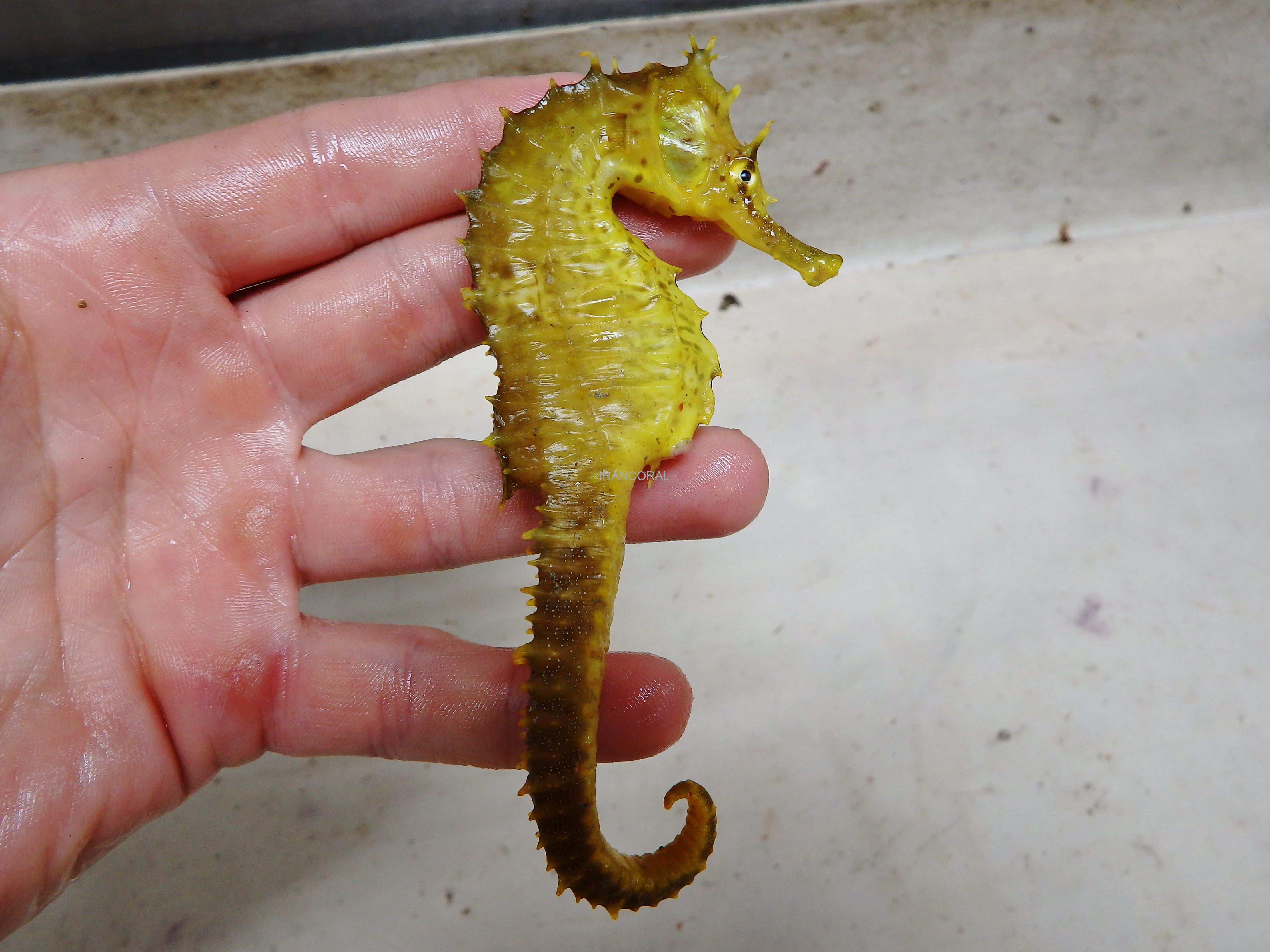 اسب دریایی زرد