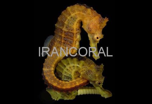 اسب دریایی زرد