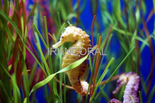 اسب دریایی زرد