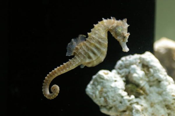 اسب دریایی زرد