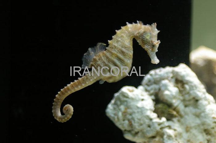 اسب دریایی زرد