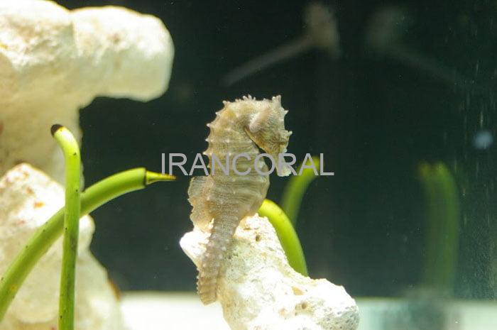 اسب دریایی زرد