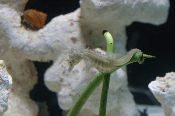 اسب دریایی زرد