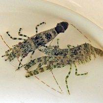 میگوی مرمری