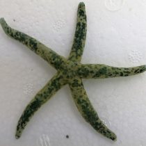 ستاره دریایی انگشتی