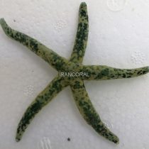 ستاره دریایی انگشتی