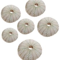 صدف تزئینی توتیا