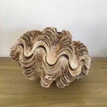 صدف تزئینی ماکسیما