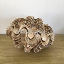 صدف تزئینی ماکسیما