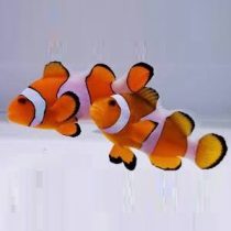 دلقک ماهی اسلاریس جفت