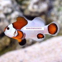 دلقک ماهی موکا استورم