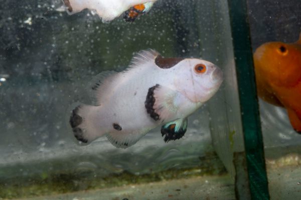 دلقک ماهی پلاتینیوم استورم
