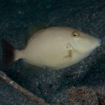 ماشه ماهی قهوه ای