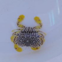 خرچنگ ماه گل