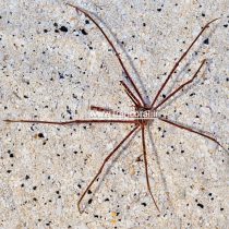 خرچنگ عنکبوتی