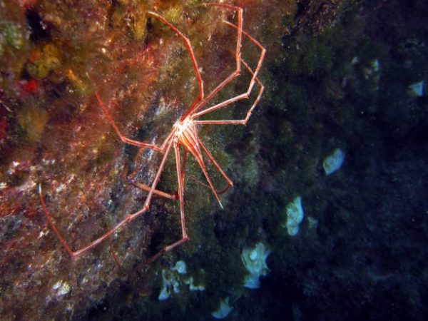 خرچنگ عنکبوتی