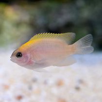 دامسل اسمیت