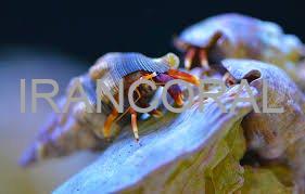 هرمیت پا نارنجی