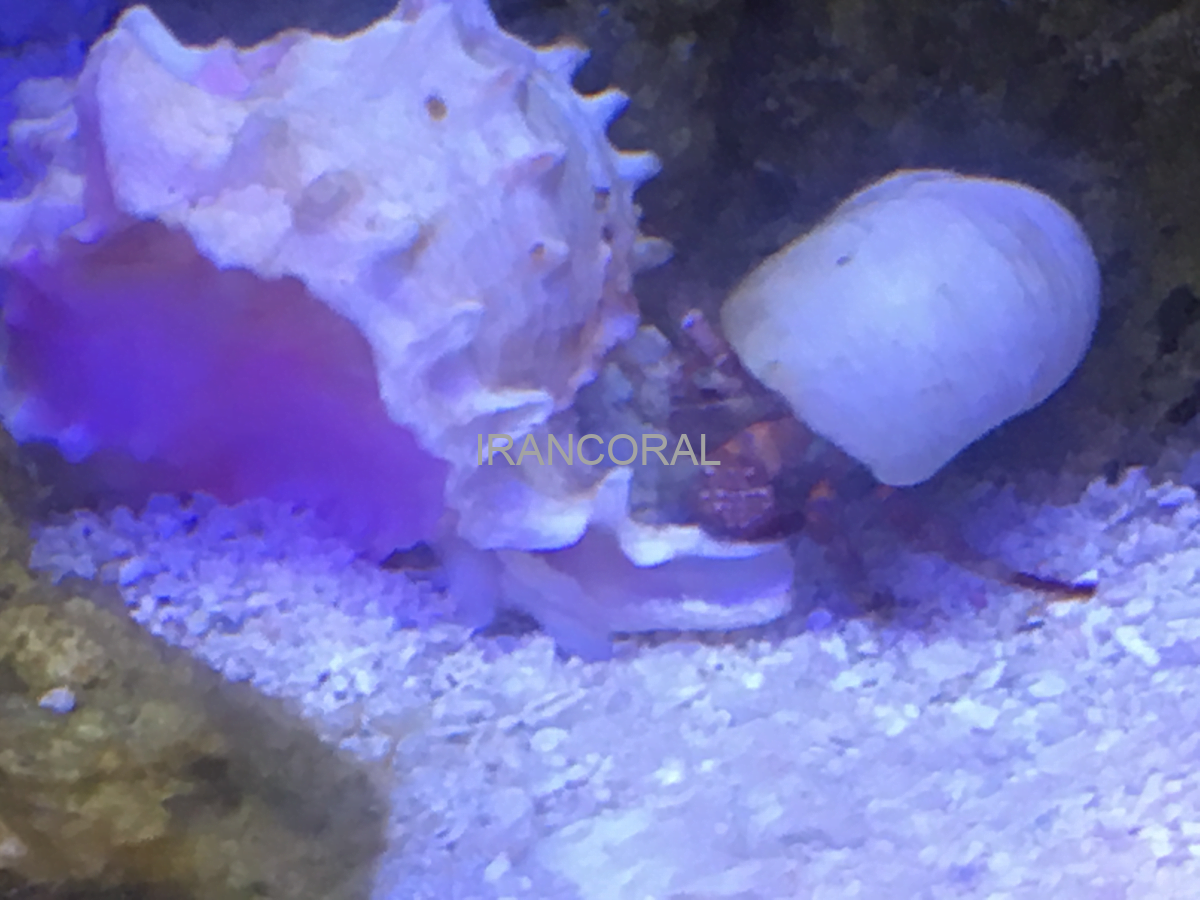 هرمیت پا نارنجی