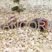 هرمیت پا نارنجی