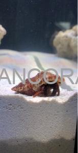 هرمیت پا نارنجی