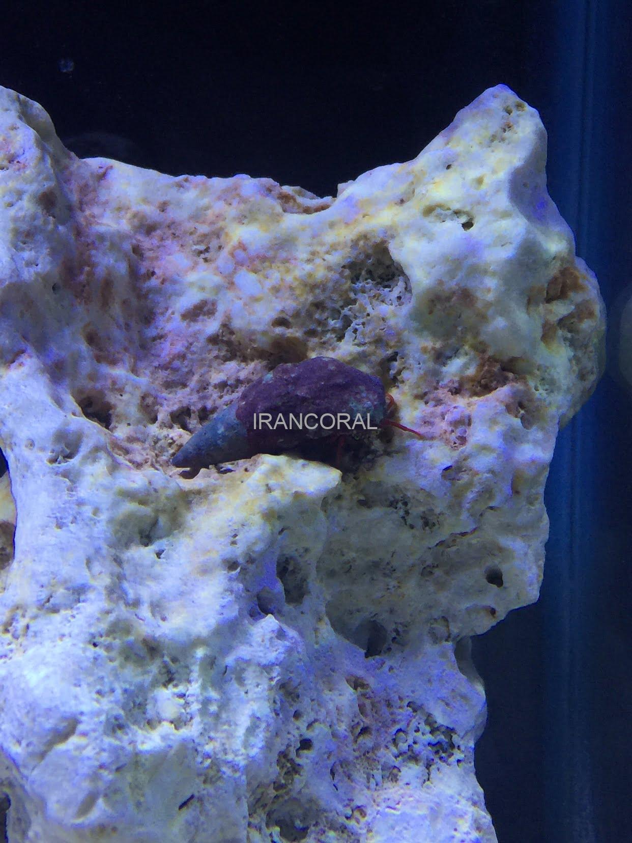 هرمیت پا نارنجی