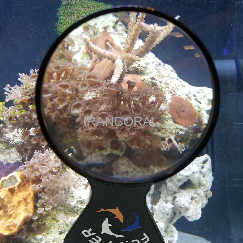 ذره بین فلیپر