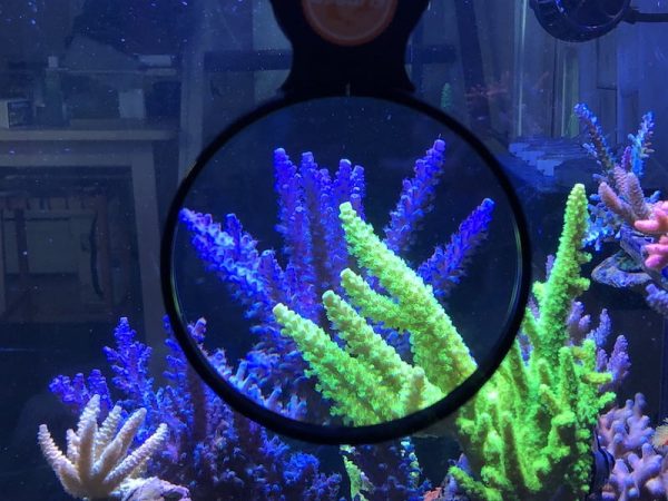 ذره بین فلیپر