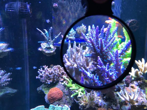 ذره بین فلیپر