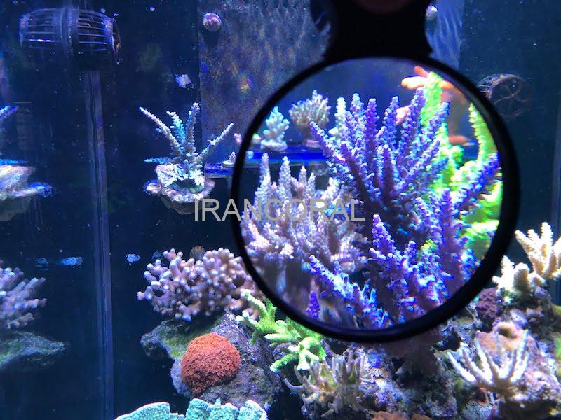 ذره بین فلیپر